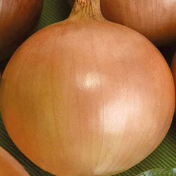 5139D Лук репчатый Талисман F1 1гр