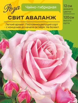 Роза Свит Аваланж (Чайно-гибридная) С ЦВ.НАКЛЕЙКОЙ 1шт