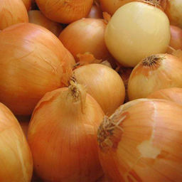 6262U Лук репчатый Халцедон 1гр