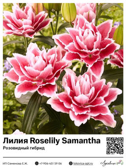 Лилия Roselily Samantha (Розовидный гибрид)