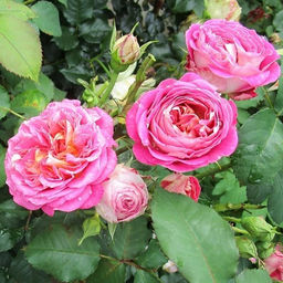 R450 САНТЕНЕР ДЕ ЛЕЙЛЕ