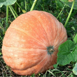 5115D Тыква Крупноплодная Масляный король 5шт