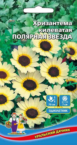 Хризантема килеватая ПОЛЯРНАЯ ЗВЕЗДА