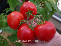 Томат Анфиса - Партнер фото 4