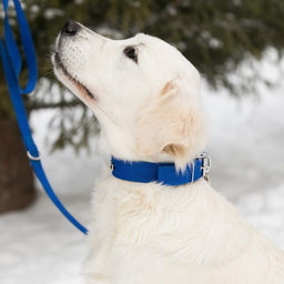 Ошейник клепаный, 48,5 х 3 см, ОШ 31-40 см, полиэстер, синий - Пижон фото 5