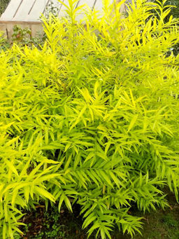 Ива сахалинская Голден Саншайн С5