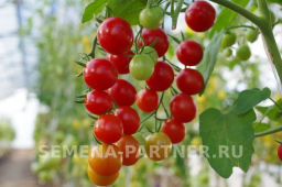 Томат Шоу Мен - Партнер фото 8