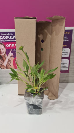 Ромашка садовая