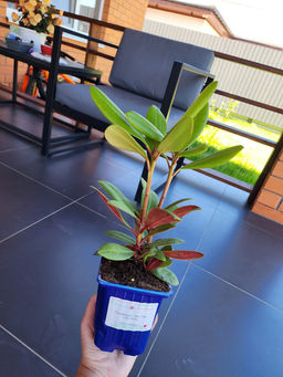 Рододендрон Неон Кисс