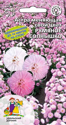 Астра РУМЯНОЕ СОЛНЫШКО Меняет свой цвет, обильное цветение!