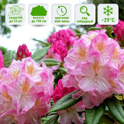 Рододендрон Бриджит