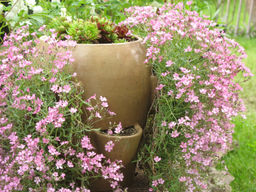 Гипсофила розовая - Долина роз фото 2