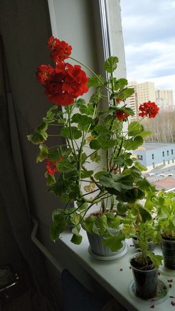 Пеларгония зональная Люстра Скарлет (ЦВ) (К) 5шт. - Поиск фото 2