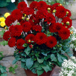 Георгина Гэллери Сингер бордюрная - Долина роз фото 5