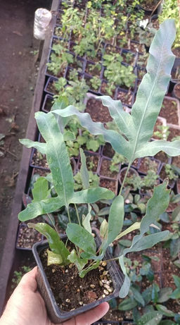 Папоротник Флебодиум Блю Стар, горшок 0,4 л