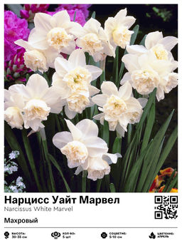 Нарцисс White Marvel (Махровый) - Голландские луковицы фото 2