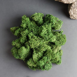 Мох ягель стабилизированный "Натуральный зелёный" 100 гр.