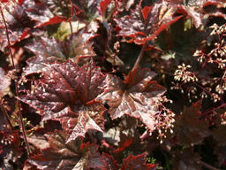 Гейхера Капучино - Долина роз фото 3