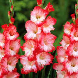 ГЛАДИОЛУС Пинк Леди Разбор 10/12 Кол-во упак., шт 10