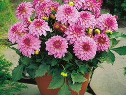 ГЕОРГИНА Гэллери Ренуар Разбор I Кол-во упак., шт 1