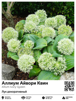 Аллиум Айвори Квин (Лук декоративный)