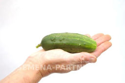 Огурец пчелоопыляемый Родничок - Партнер фото 5