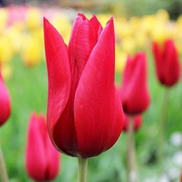 Тюльпан Pieter de Leur (Лилиецветный) - Голландские луковицы фото 3