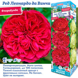 Роза Ред Леонардо до Винчи (Флорибунда) 1шт