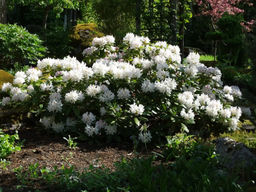 Рододендрон Cunninghams White (Каннингемс Уайт) - Долина роз фото 4