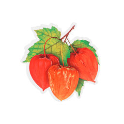 Цена за 10 шт. Украшение на скотче «Осень» физалис, 10×10 см