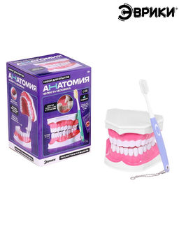 Набор для опытов Анатомия, челюсть человека - Эврики фото 6