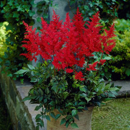 АСТИЛЬБА Рэд Разбор 2/3 n Кол-во упак., шт 1