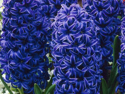 Гиацинт Marie (Мария)