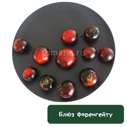 Блюз Фаренгейту - Tomatia фото 2