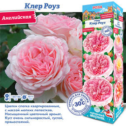 Роза Клер Роуз (Английская) 1шт