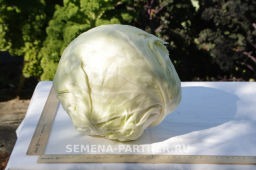 Капуста белокочанная среднеспелая СБ-3 - Партнер фото 5