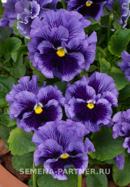 Виола бахромчатая Танго-Манго Румба - Партнер фото 4