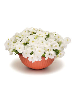 Петуния Зацветёт Short Сноу Блум многоцветковая каскадная - Партнер фото 5