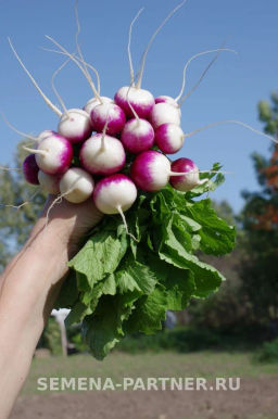 Редис Марго - Партнер фото 3