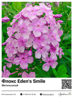 Флокс Edens Smile (Метельчатый)