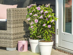 Клематис Мульти Пинк - Долина роз фото 2