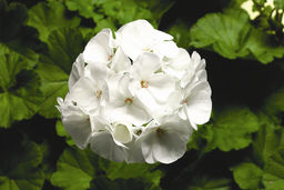 Герань (пеларгония) белая 30-50см