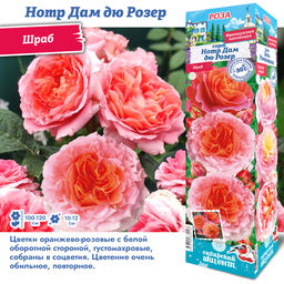 Роза Нотр Дам дю Розер (Шраб) 1шт