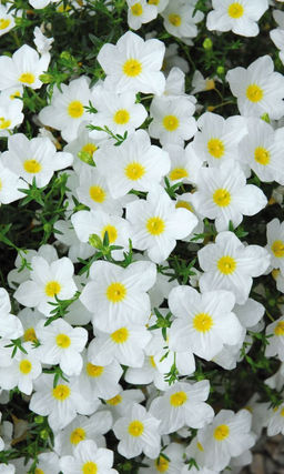 Нирембергия БЕЛАЯ МАНТИЯ