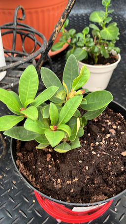 Рододендрон Поларнахт