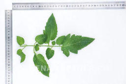 Томат Пламя - Партнер фото 4