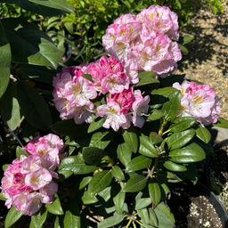 Рододендрон Бриджит