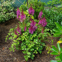 Астильба Пепл Рейн - Долина роз фото 3