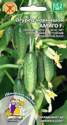 Огурец АМИГО F1  Урожайность до 30 кг/м! Ультраранний! Устойчив к мучнистой росе!
