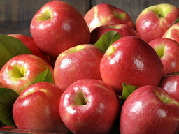 Яблоня Беркутовское